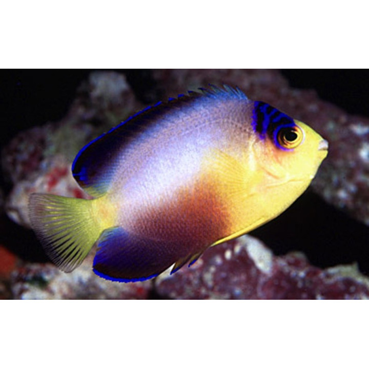 Centropyge multicolor