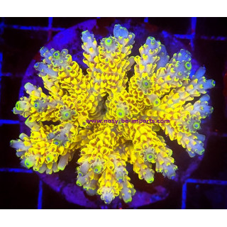 Acropora latistella
