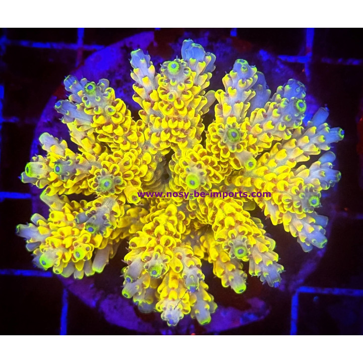 Acropora latistella