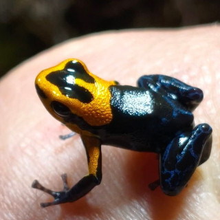 Ranitomeya fantastica varadero