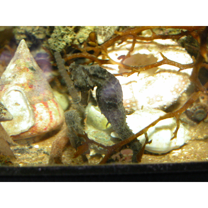 Hippocampus erectus 