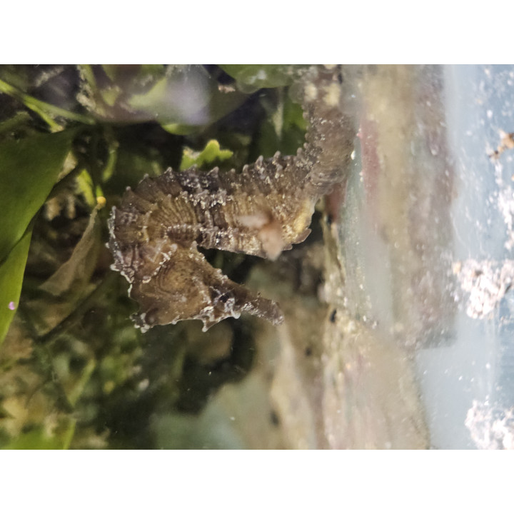 Hippocampus erectus 