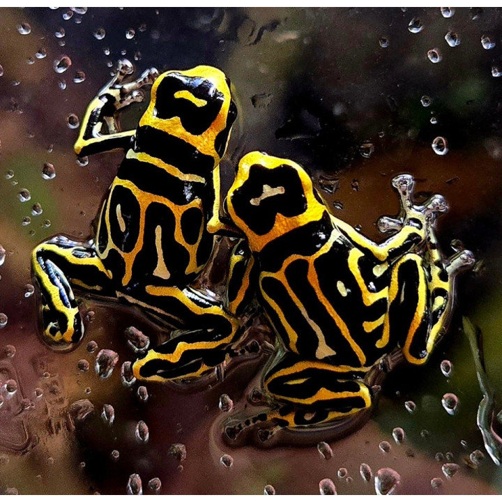 Ranitomeya summersi reticulata