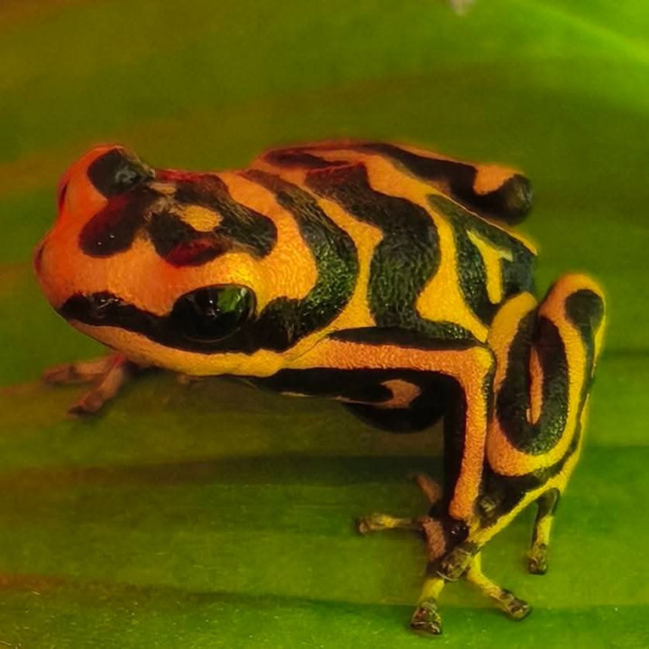 Ranitomeya summersi reticulata