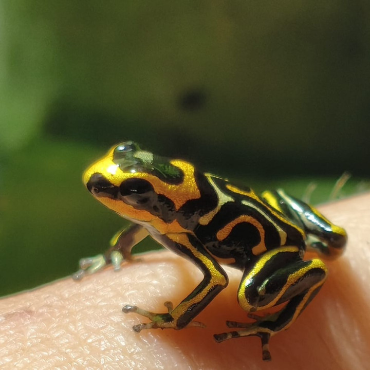 Ranitomeya summersi reticulata