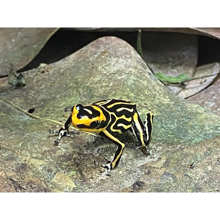 Ranitomeya summersi reticulata