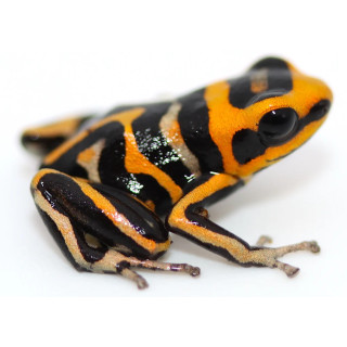 Ranitomeya summersi reticulata