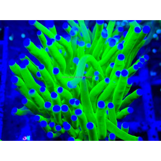 Euphyllia glabrescens WYSIWYG 31122025-2