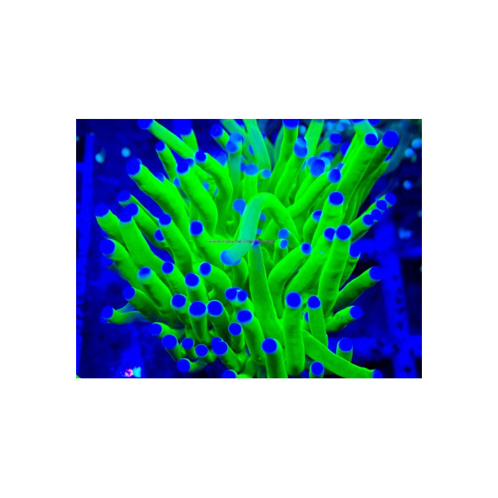 Euphyllia glabrescens WYSIWYG 31122025-2
