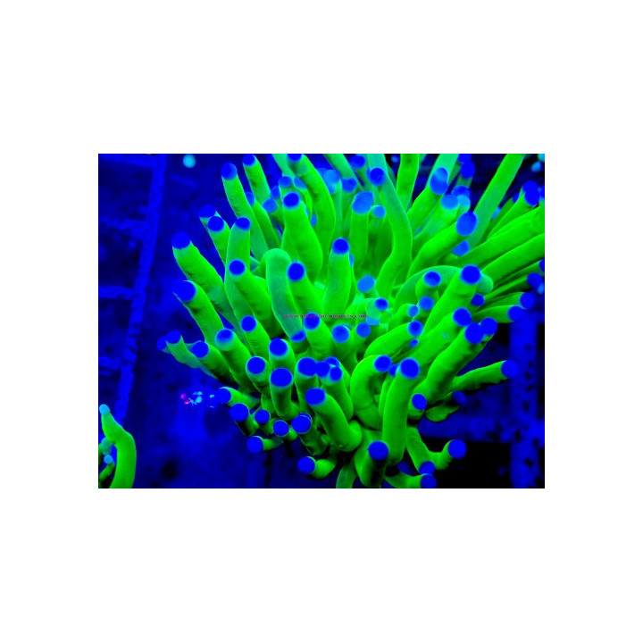 Euphyllia glabrescens WYSIWYG 31122025-2