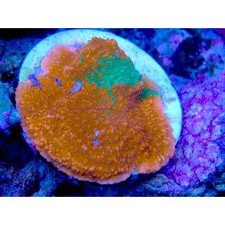 Montipora sp. WYSIWYG 01012026-02