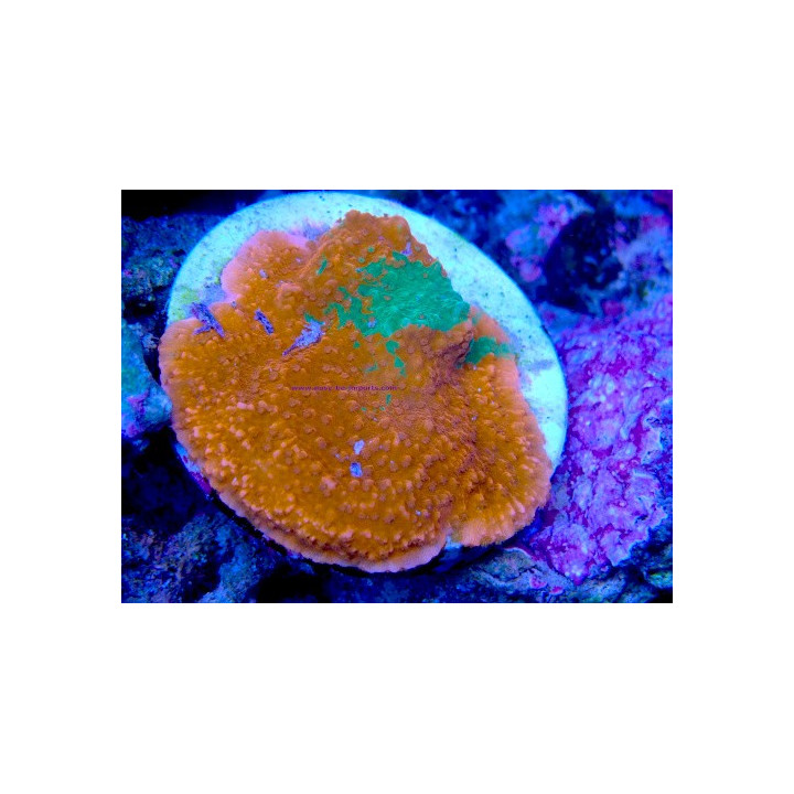 Montipora sp. WYSIWYG 01012026-02