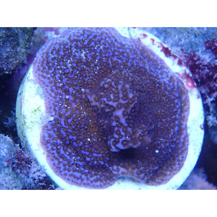 Montipora sp. WYSIWYG 01012026-06