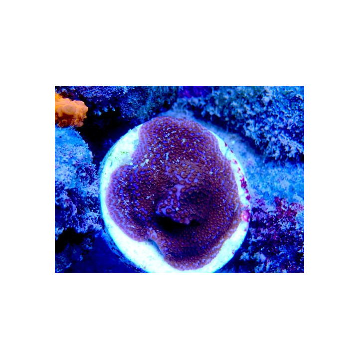 Montipora sp. WYSIWYG 01012026-06