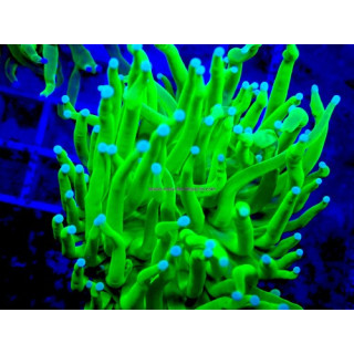 Euphyllia glabrescens WYSIWYG 01012026-08