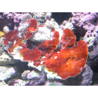 Peyssonnellia sp.