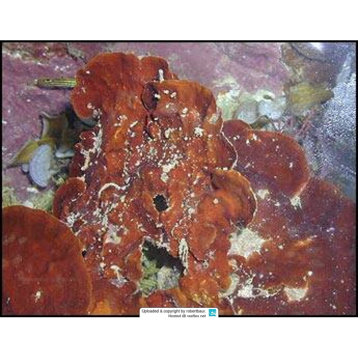 Peyssonnellia sp.