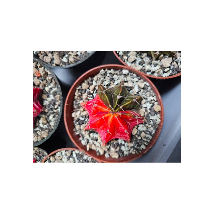 Gymnocalycium sp. Variegata