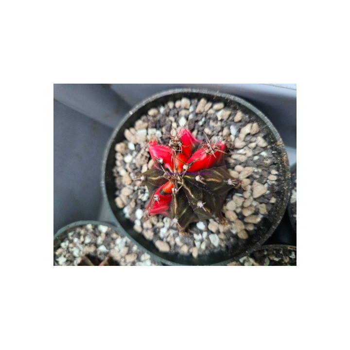 Gymnocalycium sp. Variegata