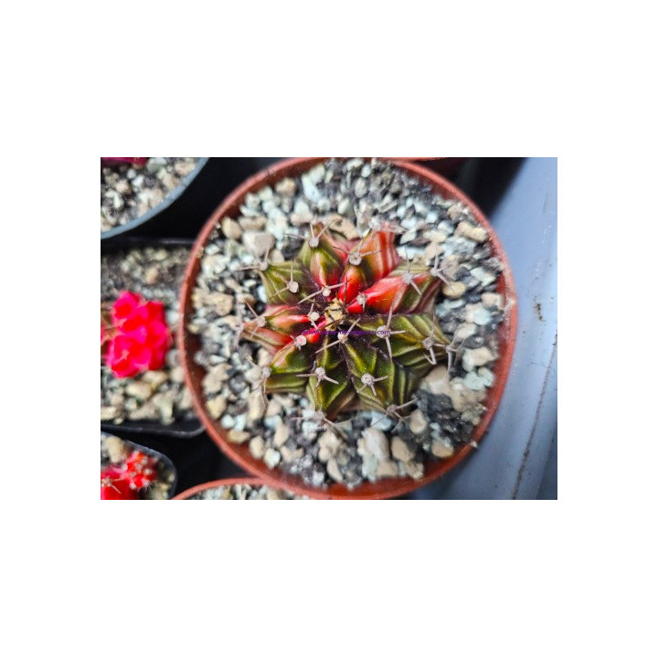 Gymnocalycium sp. Variegata