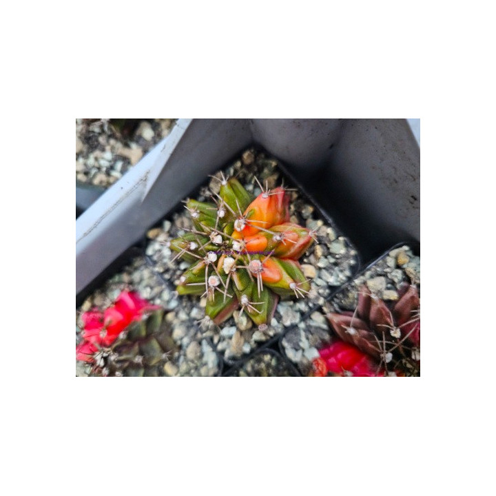Gymnocalycium sp. Variegata