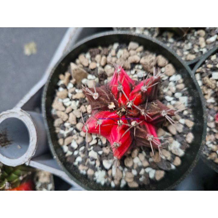 Gymnocalycium sp. Variegata