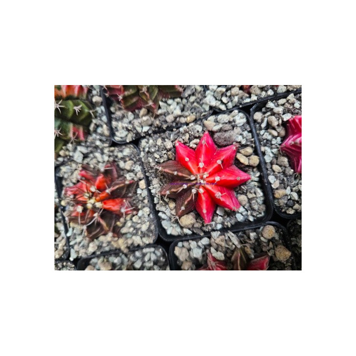 Gymnocalycium sp. Variegata