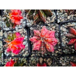 Gymnocalycium sp. Variegata