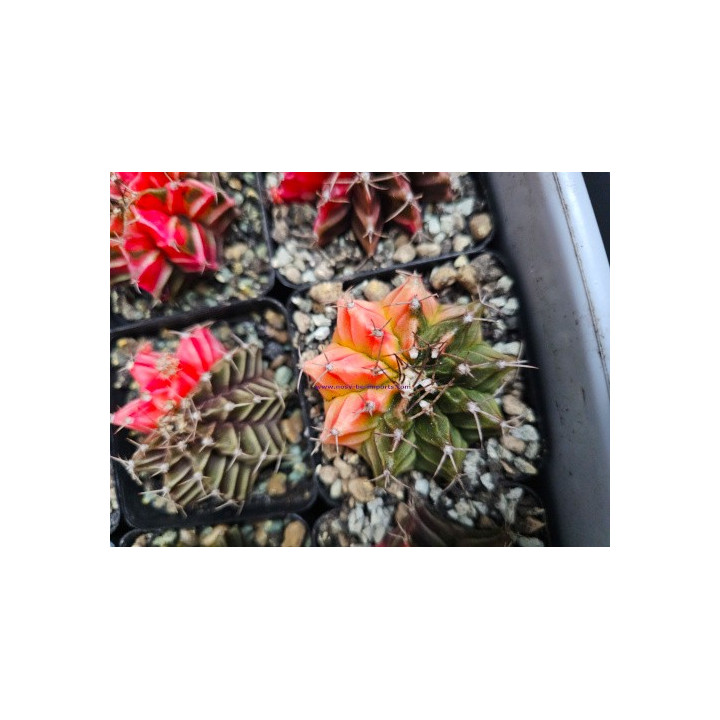 Gymnocalycium sp. Variegata