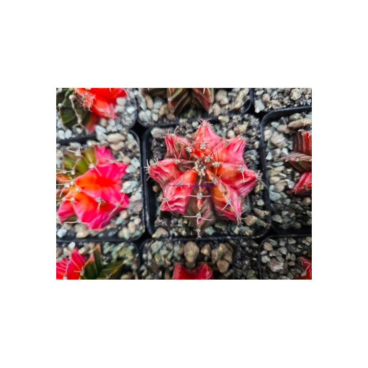 Gymnocalycium sp. Variegata