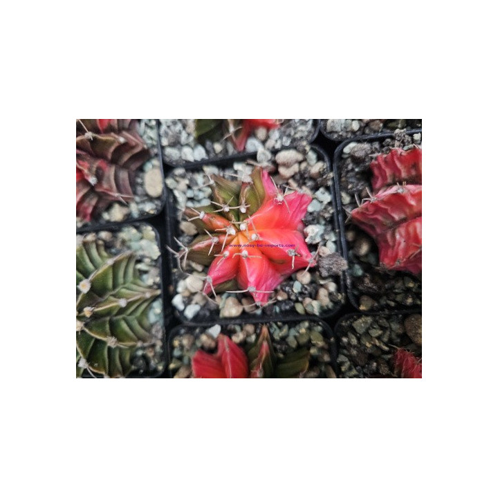 Gymnocalycium sp. Variegata