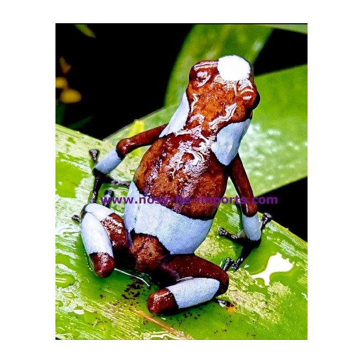 Oophaga histrionica bleu