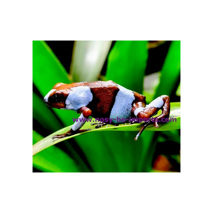 Oophaga histrionica bleu