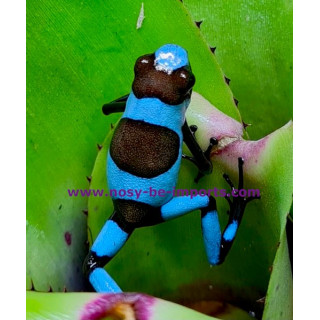 Oophaga histrionica bleu