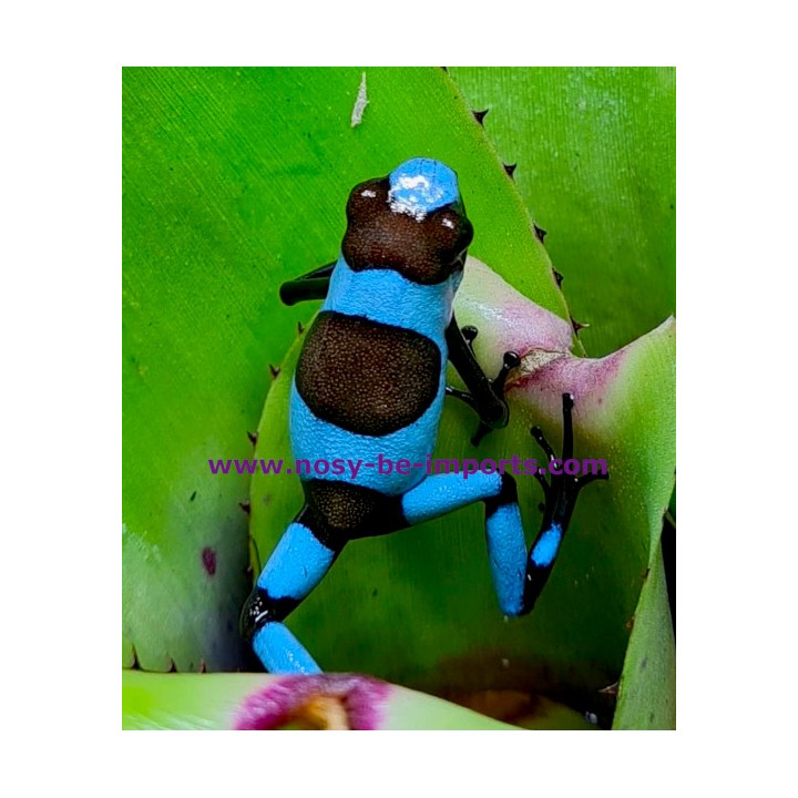 Oophaga histrionica bleu