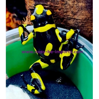 Oophaga histrionica Anchicaya