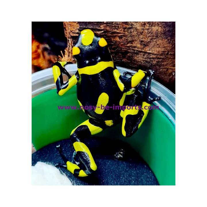 Oophaga histrionica Anchicaya