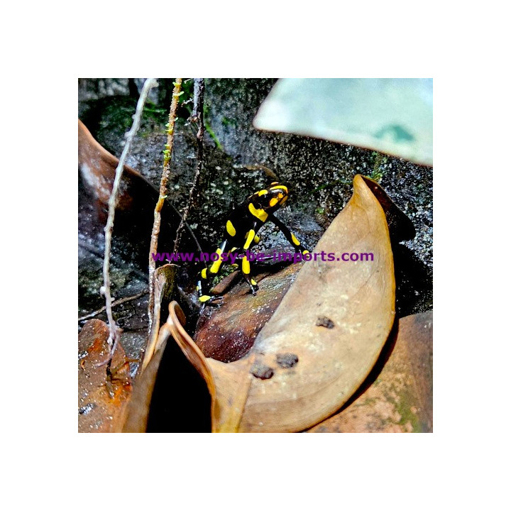 Oophaga histrionica Anchicaya