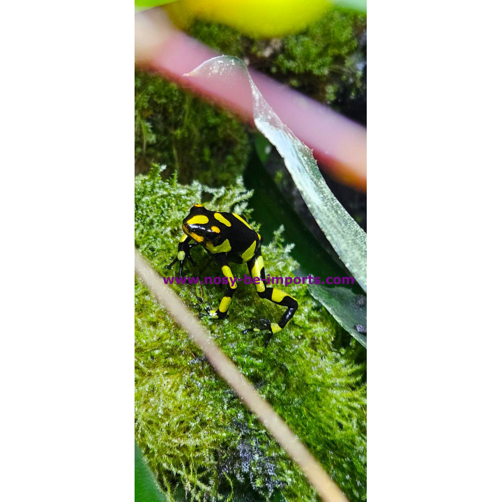 Oophaga histrionica Anchicaya