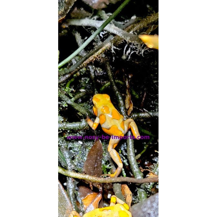 oophaga histrionica Tado caramel
