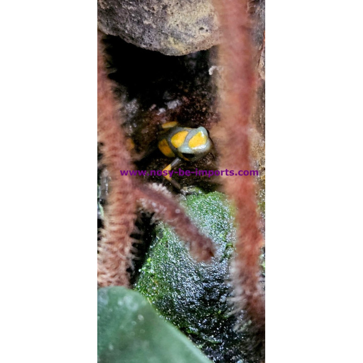 oophaga histrionica Tado caramel