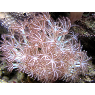 Xenia sp. Pumping