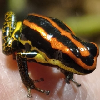 Ranitomeya uakarii Gold legs