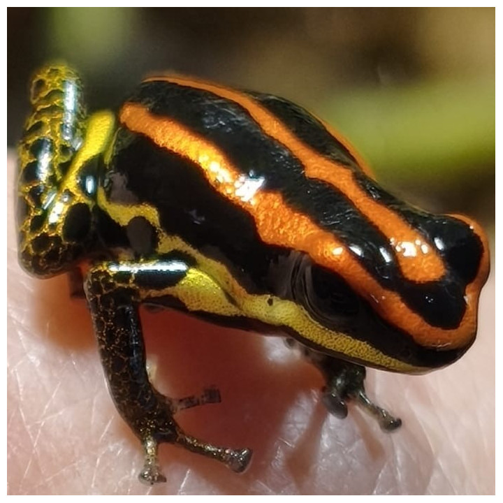 Ranitomeya uakarii Gold legs