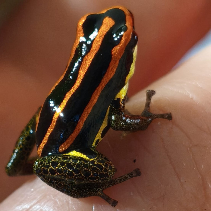 Ranitomeya uakarii Gold legs