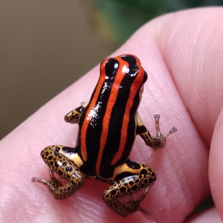 Ranitomeya uakarii Gold legs