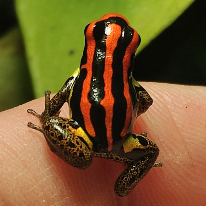 Ranitomeya uakarii Gold legs