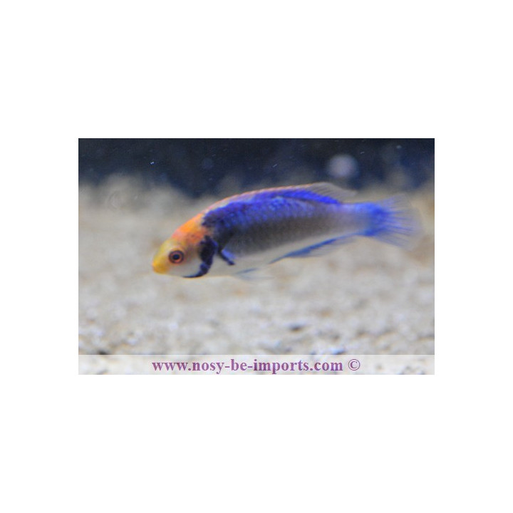 Cirrhilabrus aquarmarinus