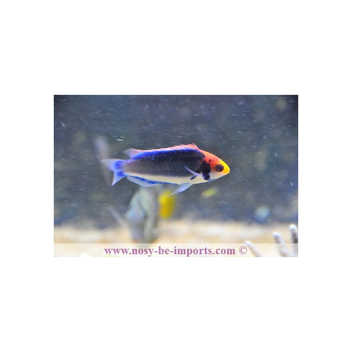 Cirrhilabrus aquarmarinus