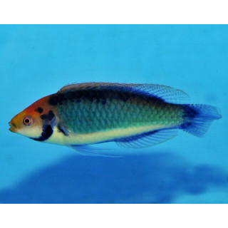 Cirrhilabrus aquarmarinus